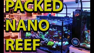 One Of The Nicest Nano Reefs Ever \\ Fusion 20 Update