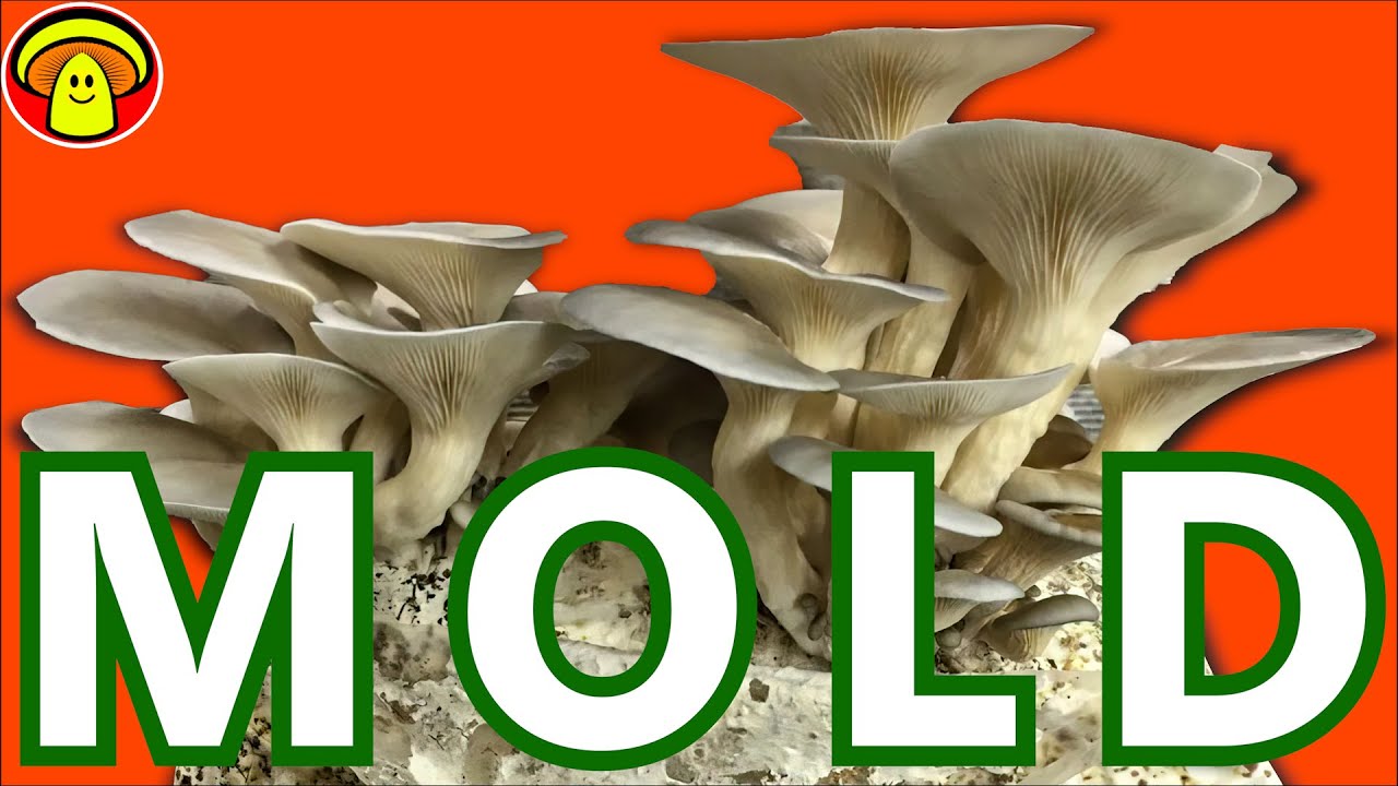 Can You Grow Mushrooms on Mold? YouTube