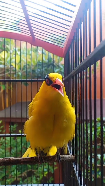 Burung kepodang emas gacor #shorts  #kepodangemasgacor #kicaumania #gogorsutrisnonnzz