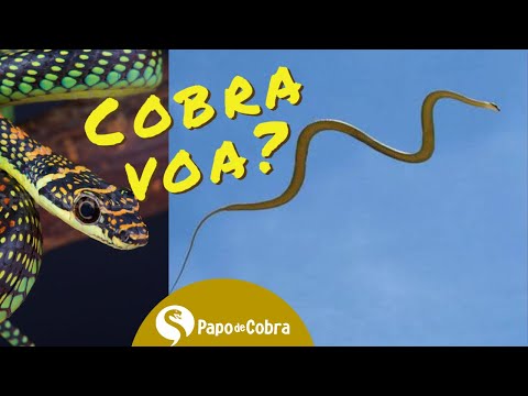 É verdade que existem cobras voadoras?