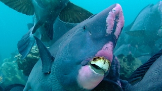 Feeding Humphead Parrotfish | Blue Planet | BBC Earth