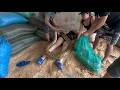 Top 5 Shocking Giant Python Rescue Moments 🐍 Intense Real-Life Snake Rescues Caught on Camera!