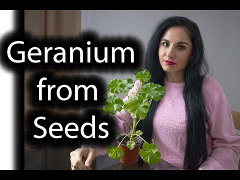 Video: Pelargoniums. տնային խնամք, նկարագրություն, վերարտադրություն, էտում, ջրում