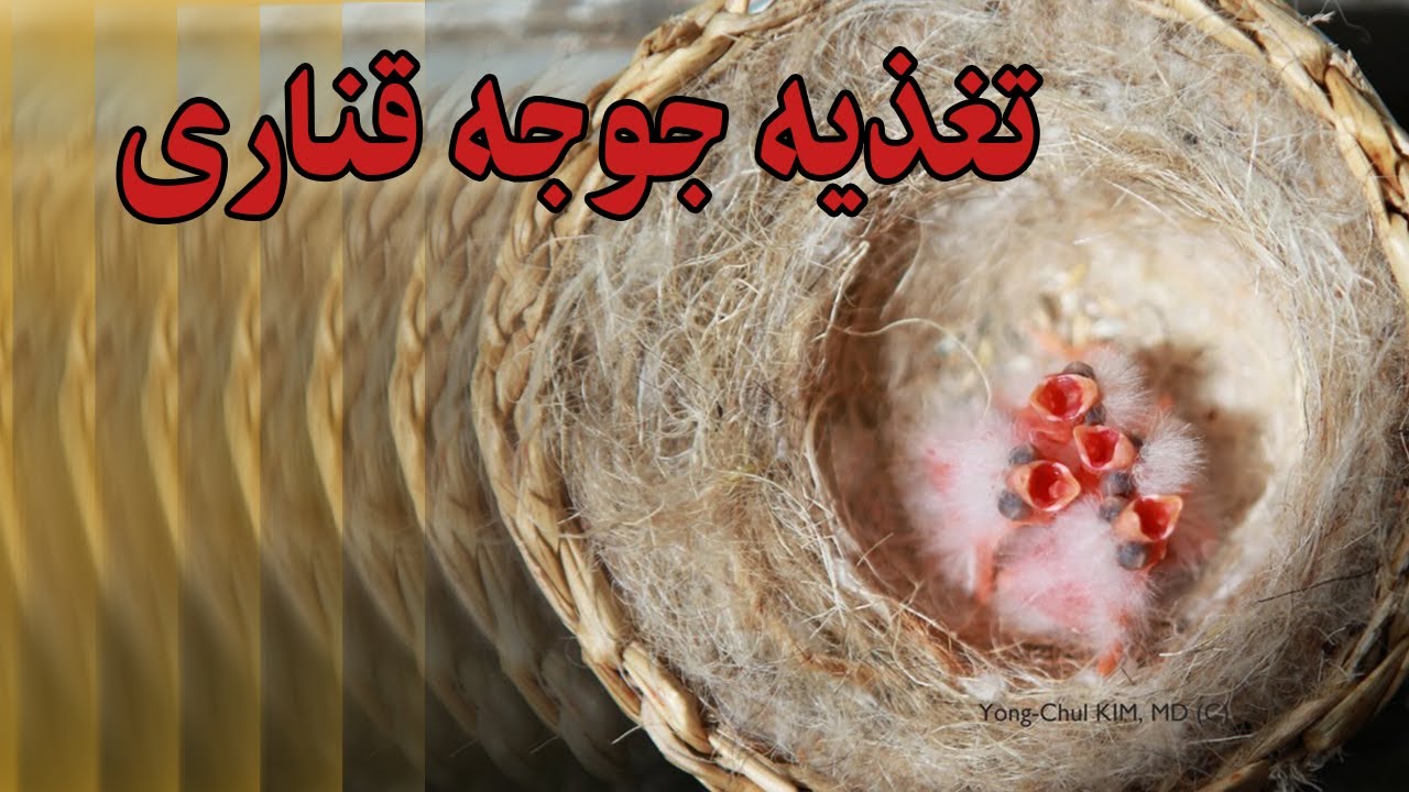 تغذیه جوجه قناری