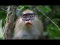 Terrified Monkeys Scared of Leopard! | Attenborough: The Life of Mammals | BBC Earth