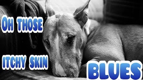 Best food for bull terriers with skin allergies