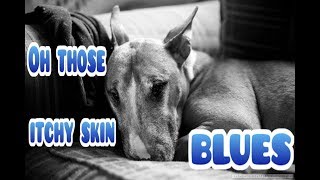 Bull Terrier skin remedies