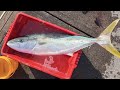 A kingfish fishing mission, fail or not?