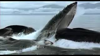 Nature funding credits 25th anniversary (2007)