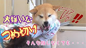 暴れる子犬も大丈夫 上手に爪切りをする方法 Youtube 暴れる子犬も大丈夫 上手に爪切りをする方法 Youtube