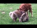 caucasian shepherd play with livestock