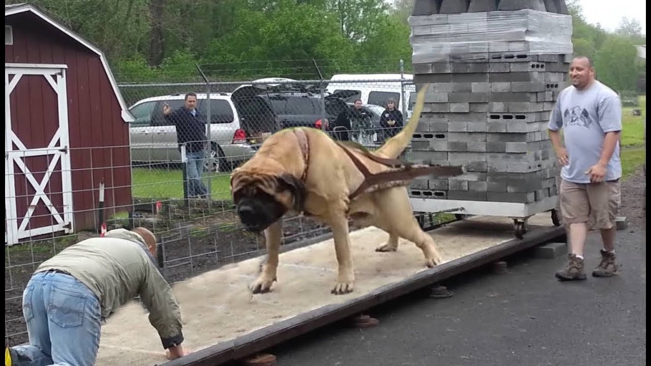 The Biggest Dogs In The Whole World YouTube The Biggest Dogs In The Whole World YouTube