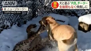 超仲良しなワンコとチーター！いつも一緒で楽しそう(20/02/05)