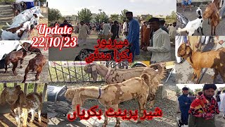 Mirpur Bakra Mandi | Live Deal | Sunday Bakra Bazaar | Latest Update 2023 |