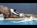 First Orca Encounter at SeaWorld San Diego 5-27-17