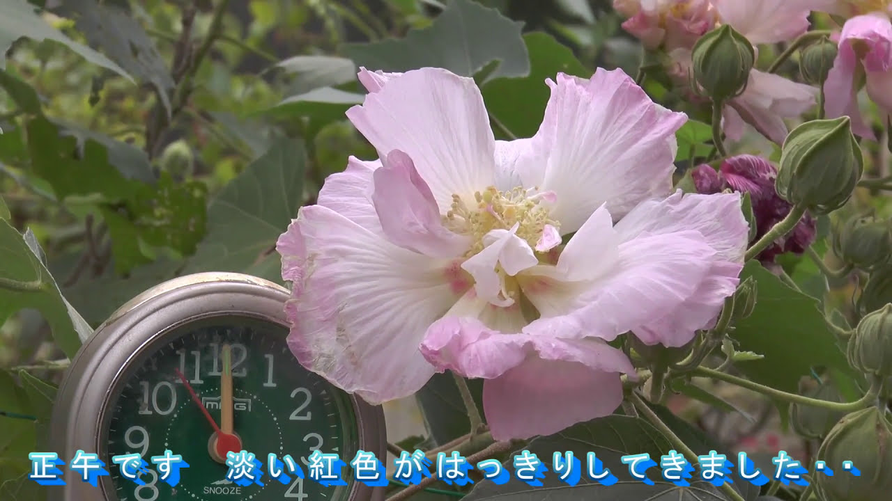 酔芙蓉 すいふよう 一日花の高速再生動画 Bgm 風の盆恋歌 石川さゆり Youtube