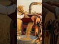 “From Field to Flour 🌾” #farmerstruggle #explore #trendingshorts #shorts