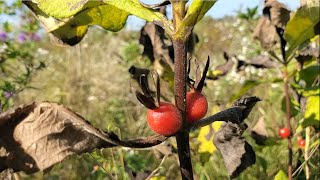 3 Obscure Wild Edibles To Find!