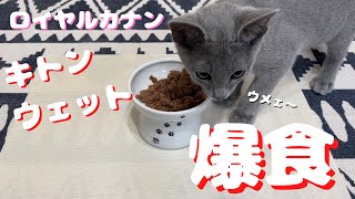 チュール以外の「ヤバい食べ物」を覚えてしまった子猫はこちら【ロシアンブルー】ロイヤルカナン　キトン　ウェット　ローフ