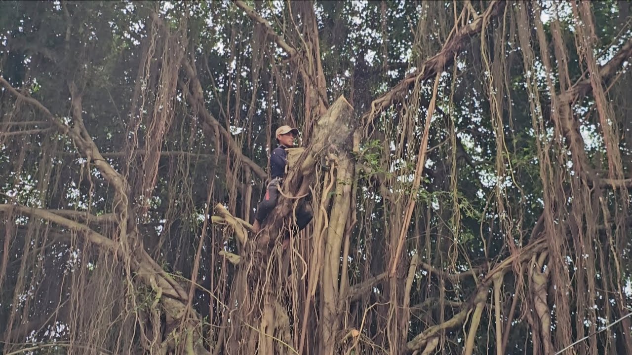 Спиливание огромных, разросшихся деревьев, прокладка линий электропередач, работа на крышах, техн...