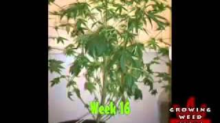 Growing Weed in many ways best tutorial ebook and video