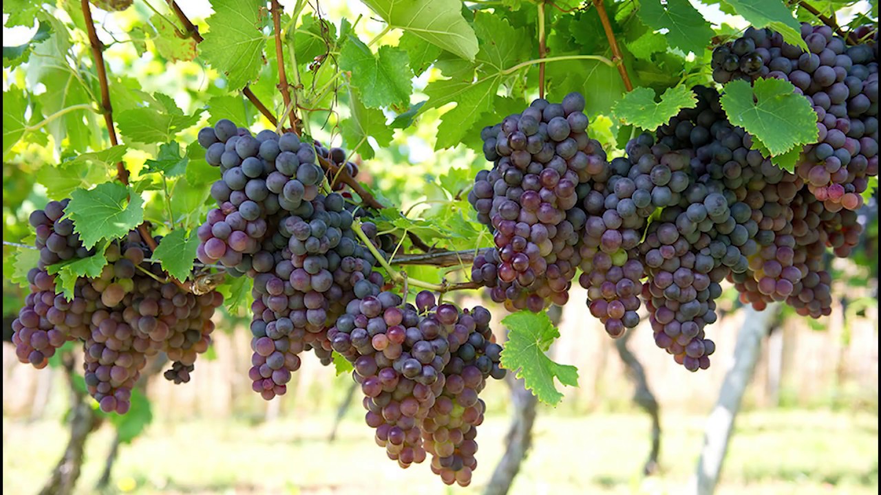 Oregon Wine Country: Columbia Valley AVA