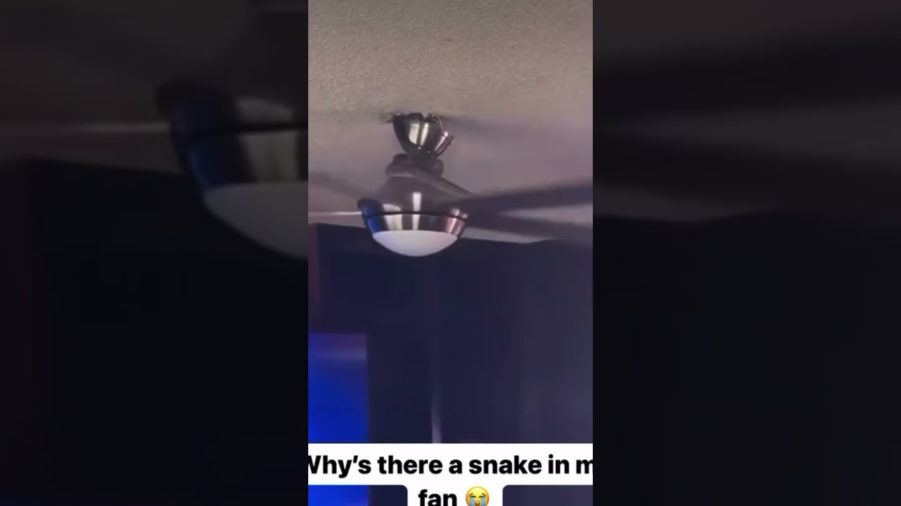 Snake VS Ceiling Fan 😂 