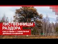 История уничтожения Кужановских лиственниц | Ufa1.RU
