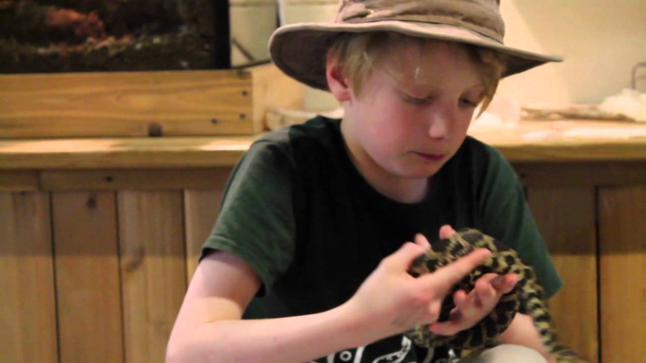 herping gear Foxsnake at Little Ray's Reptile Zoo