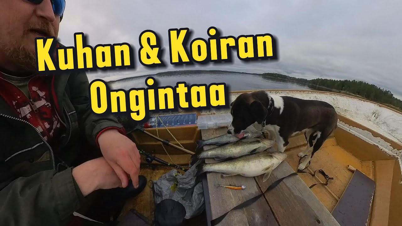 Kuhajahti Saimaalla | Koiran kanssa kuhaa & vesileikkejä🎣