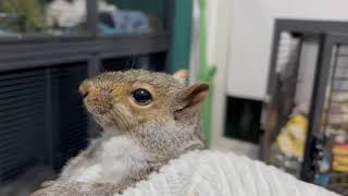 Squirrel Attacked by Dog! Sanctuary Intake of Injured Squirrel  Sanctuary Weekly Episode 1