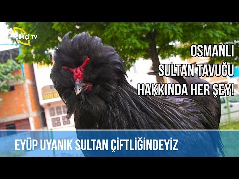 Osmanlı Sultan Tavuğu Hakkında Bilinmeyenler -SÜSLÜ