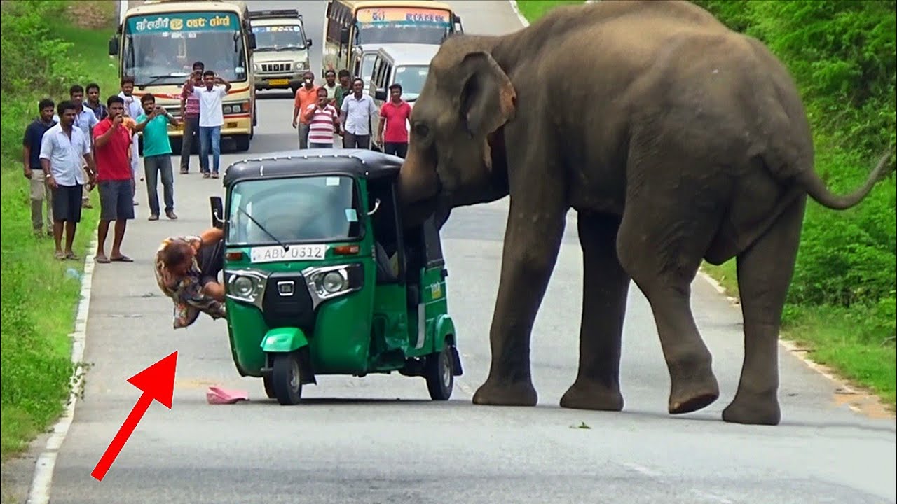 🚨Elephant vs Tuk-Tuk: Terrifying Encounter😱🐘☠️