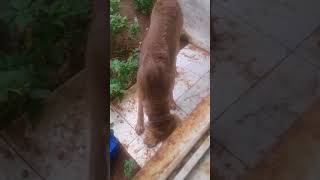 Hasil perkawinan anjing Golden dan anjing kampung  this name is MOMO