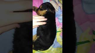 Erdel Terijer Resnik