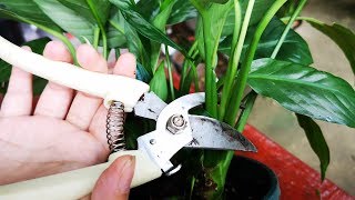 养白掌，这2种叶片要及时剪掉，不然越长越差还杂乱