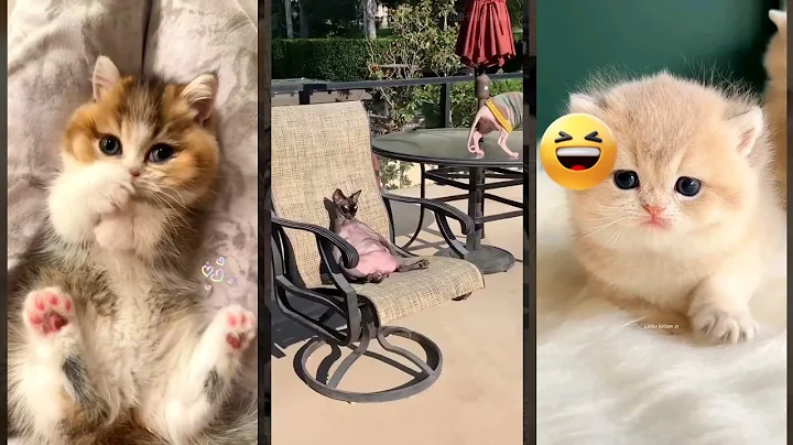 Watch the video about Cat Lover 🥰 funny cats moments 🐱 #FunnyCats Part 1203