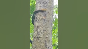 Giant python climbing tree. #snake #snakes #python #shorts #short #shortvideo #viral #viralshorts