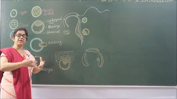 Bio-XII-3-11 leavage morulia blastula and implantation Pradeep Kshetrapal channel