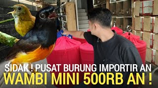CRAZY AGAIN! WAMBI MINI SALE IDR 500,000, FREE CHOICE OF GACOR MURAI IMPORTED BIRD WAREHOUSE, EAS...