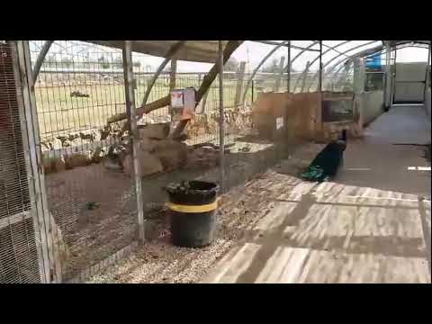 שידור חי של החיות של שלמה