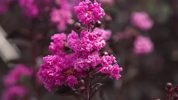 The Garden Gurus - Diamonds in the Dark Crepe Myrtles