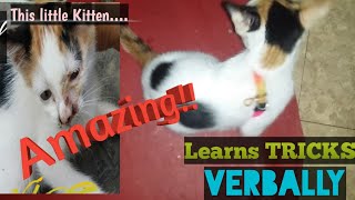 Kitten Obeys Verbal Command by Cat Covid Un 89 views 2 years ago 1 minute, 18 seconds