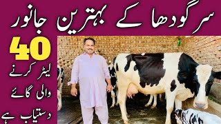 Umair Farooq Sargodha | 6 Top class Australian freasian cows | Big cows best rate