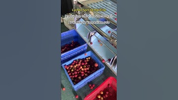 Lychee Sorting Machine Fruit and vegetable sorting machine