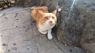 茶トラ野良猫をモフモフしたら喜んでその場でフミフミしだした