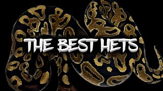 The Best Ball Python 'Hets' for the Money!