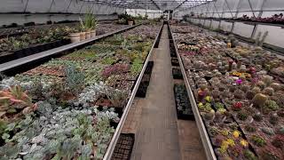 видео: Состав моего субстрата для суккулентов с глиной картинка: Состав моего субстрата для суккулентов с глиной