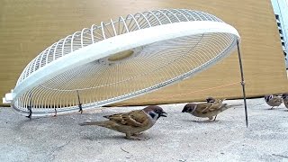 Electric fan guard bird trap