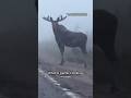 Hilarious commentary on moose encounter in #newfoundland